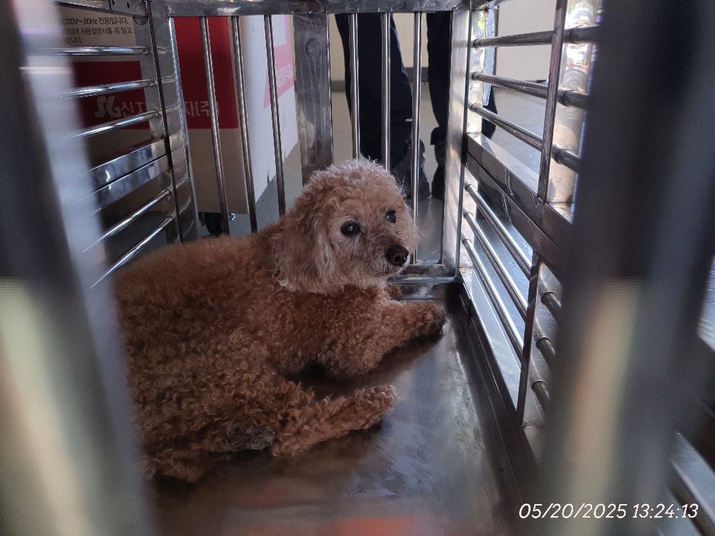 대전동물보호센터_430364202500119