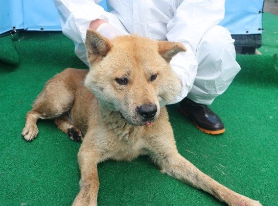 제주 동물보호센터_450650202501242