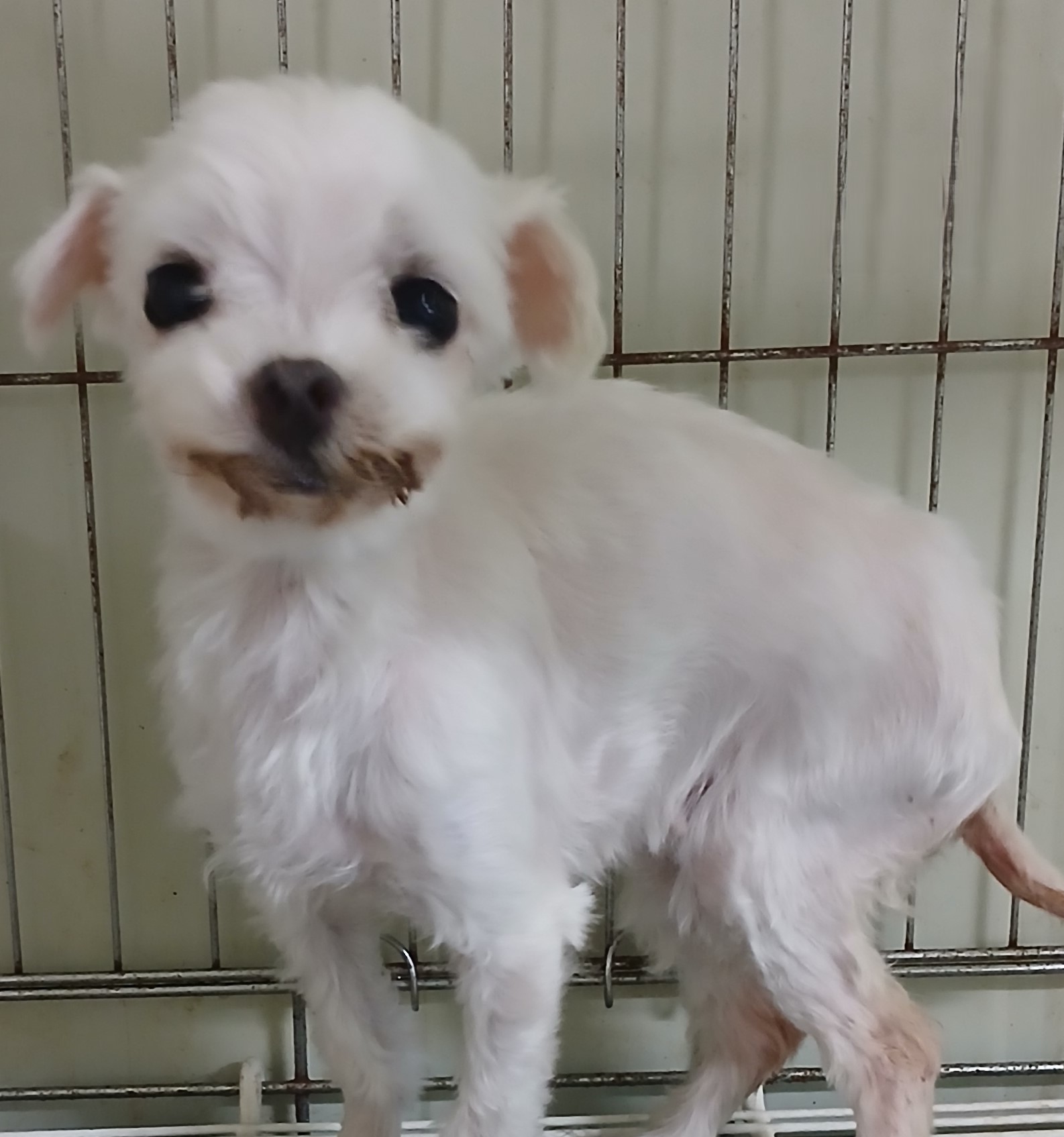 대구유기동물보호협회_427345202500287