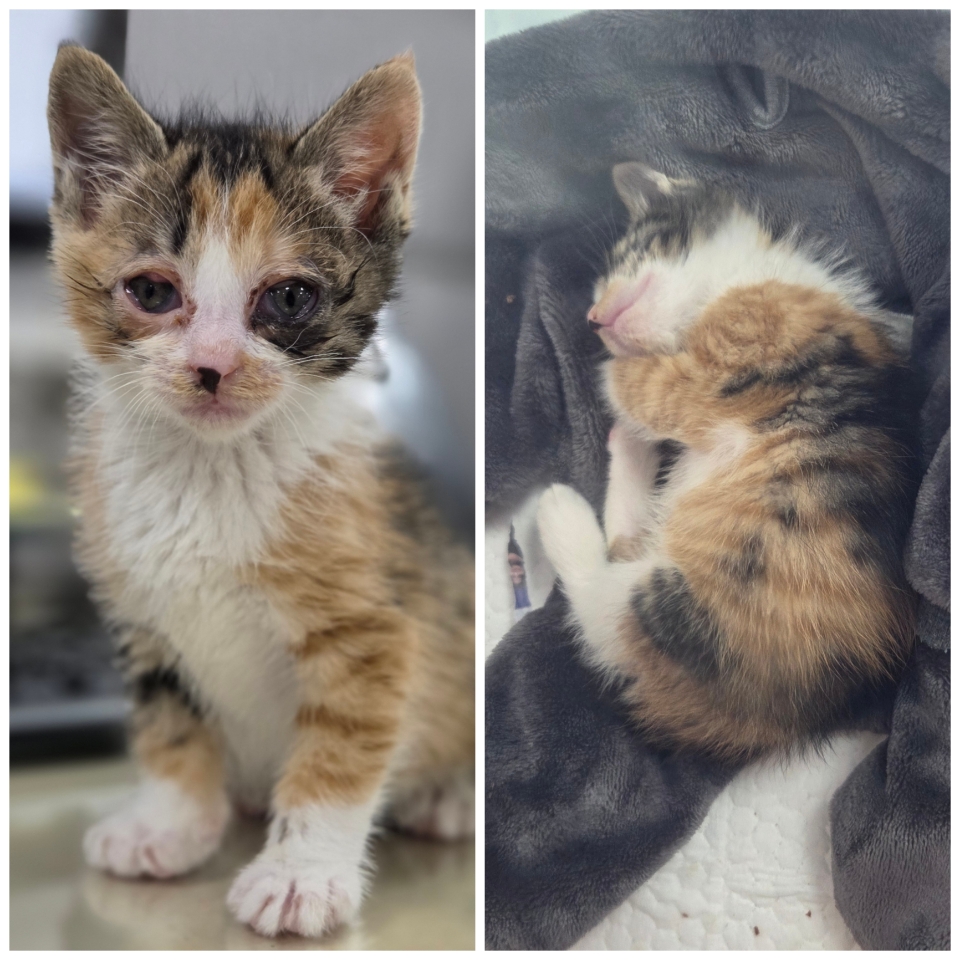 [고양이] 한국 고양이 충남-예산-2025-00078 유기동물 배경 이미지 입니다.