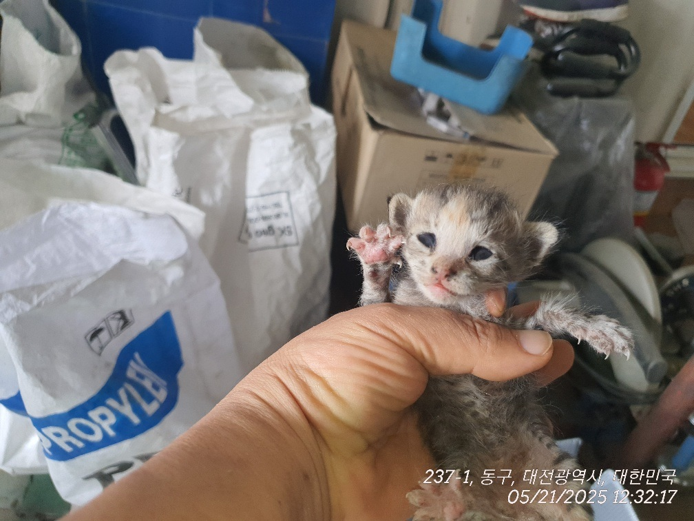 대전동물보호센터_430364202500120