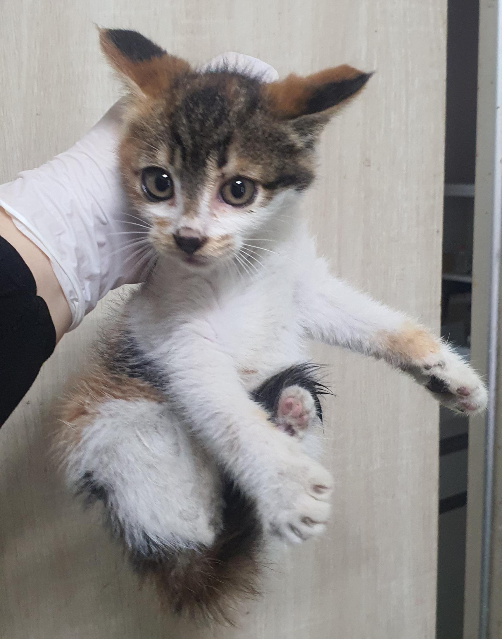 인천광역시수의사회_428353202500434