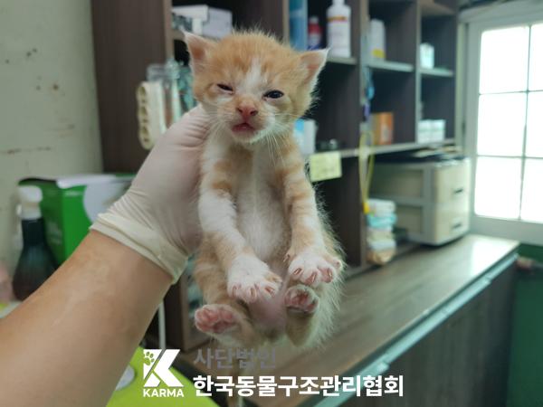 보호중 한국 고양이…