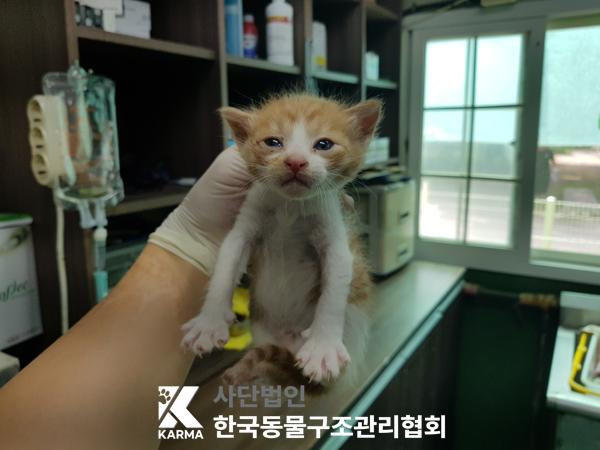 한국동물구조관리협회_441409202500750
