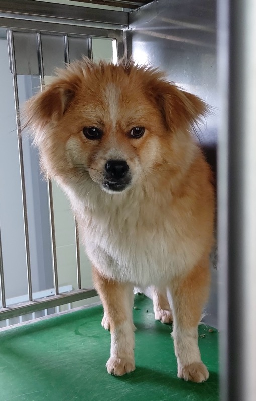 보령시유기동물보호소_444451202500552