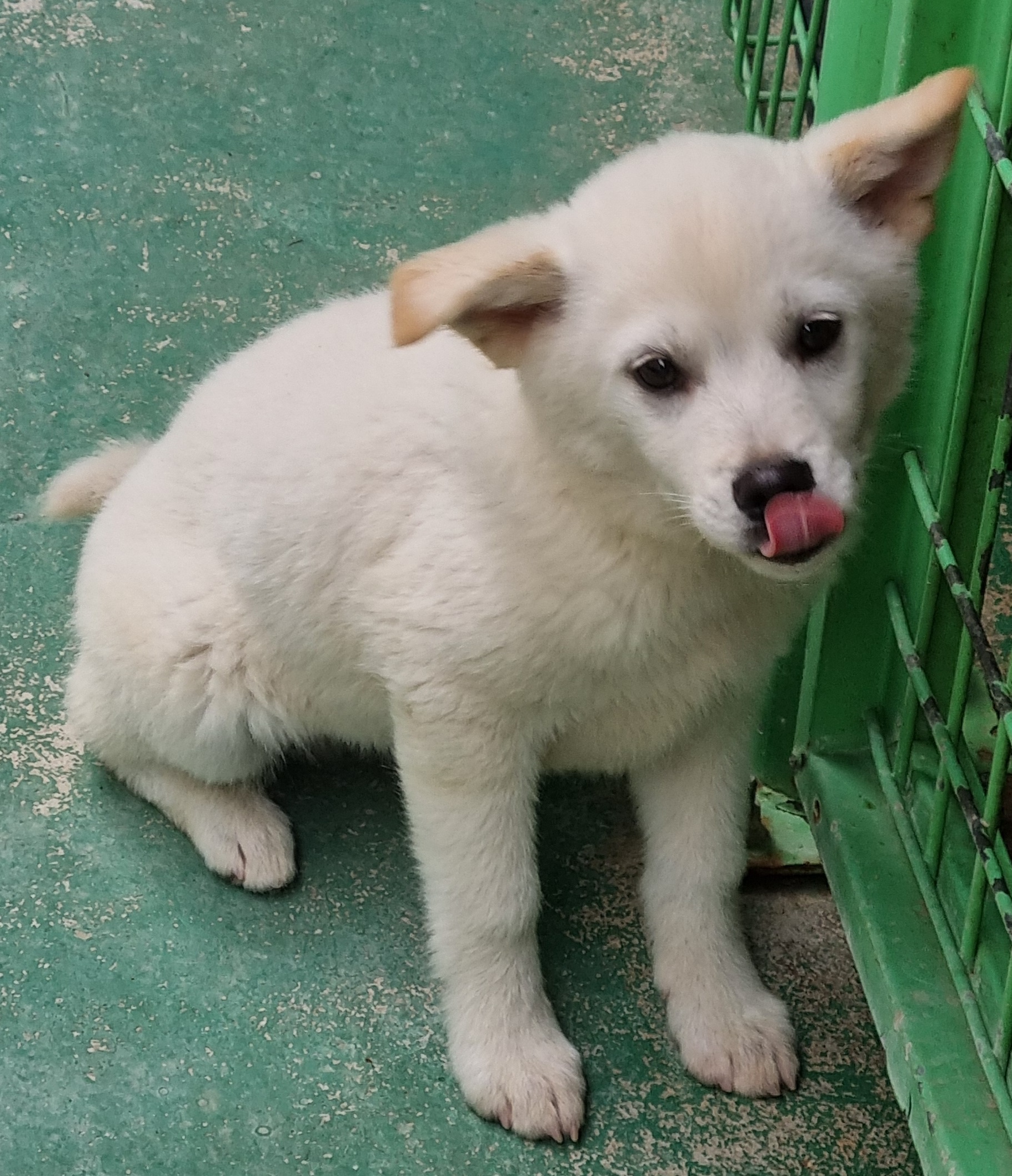 봉화군유기동물보호소_447524202500043