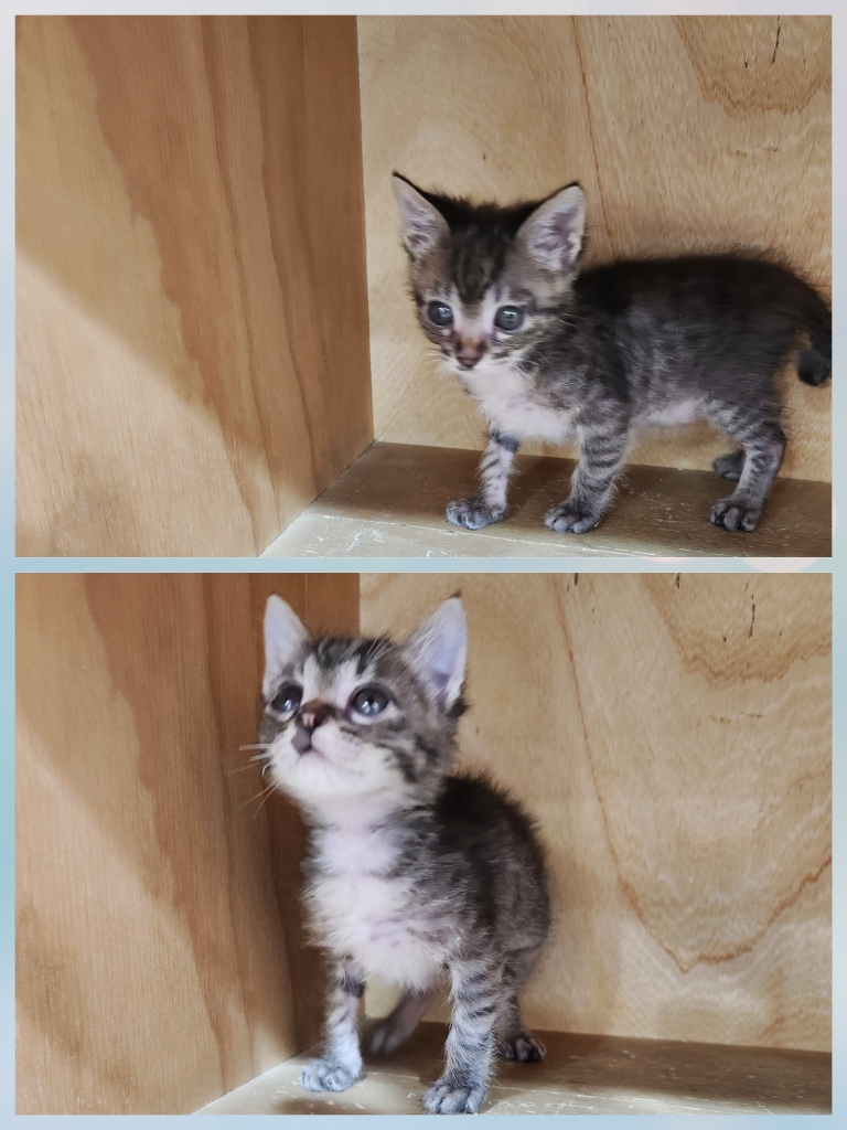 대구시수의사회(동산)_427341202500319