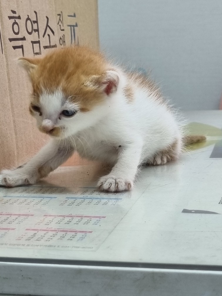 신공항동물병원_428349202500402