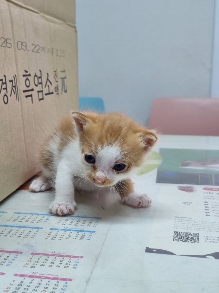 신공항동물병원_428349202500401