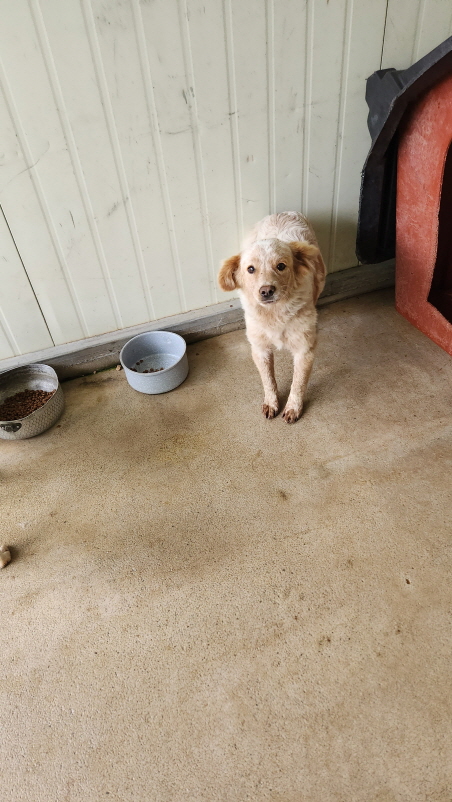 익산유기동물보호소_445468202501633
