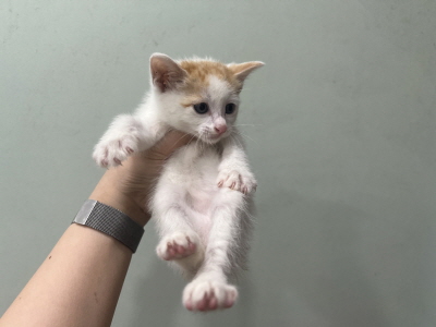 (사)동부동물보호협회_426331202500167