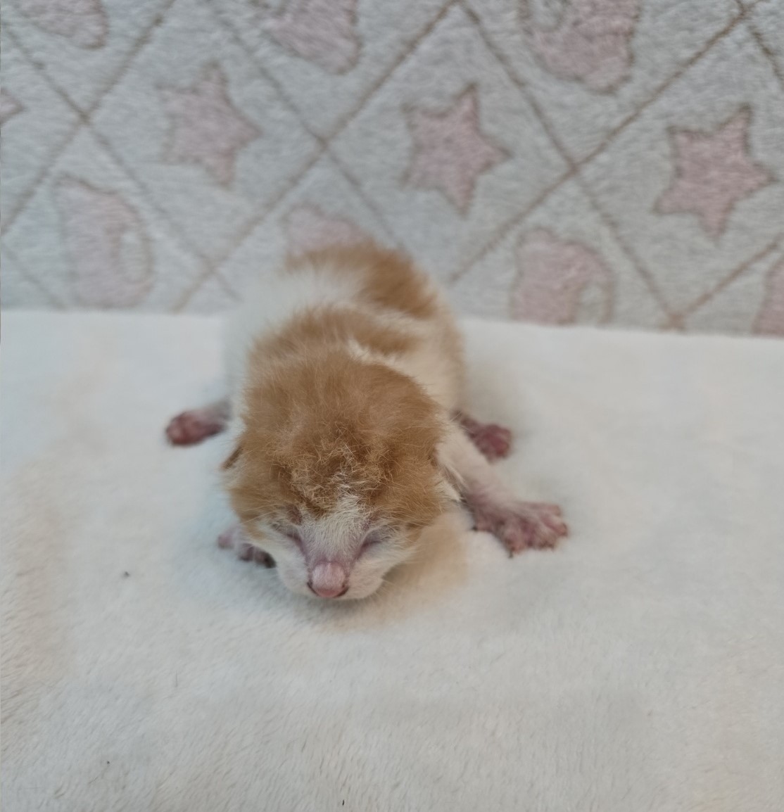 군산유기동물보호센터_445467202500868