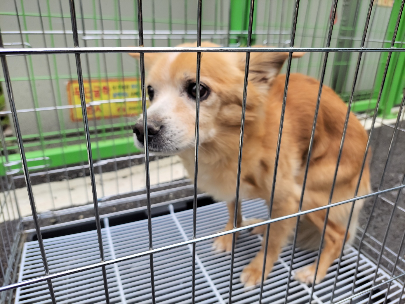 고양시동물보호센터_441394202501021