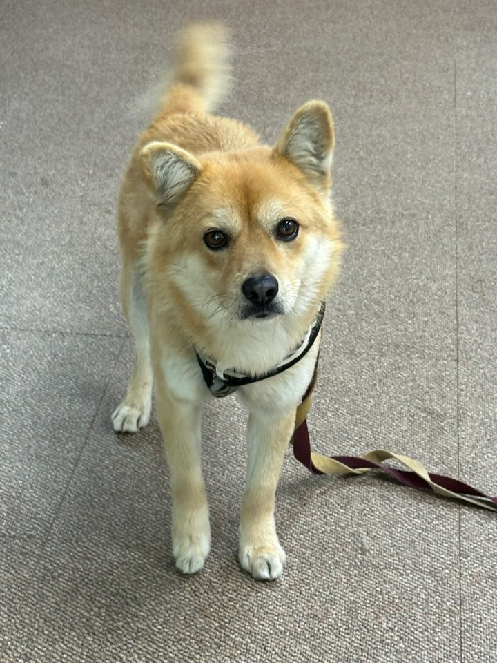 반려동물보호센터_443571202501883