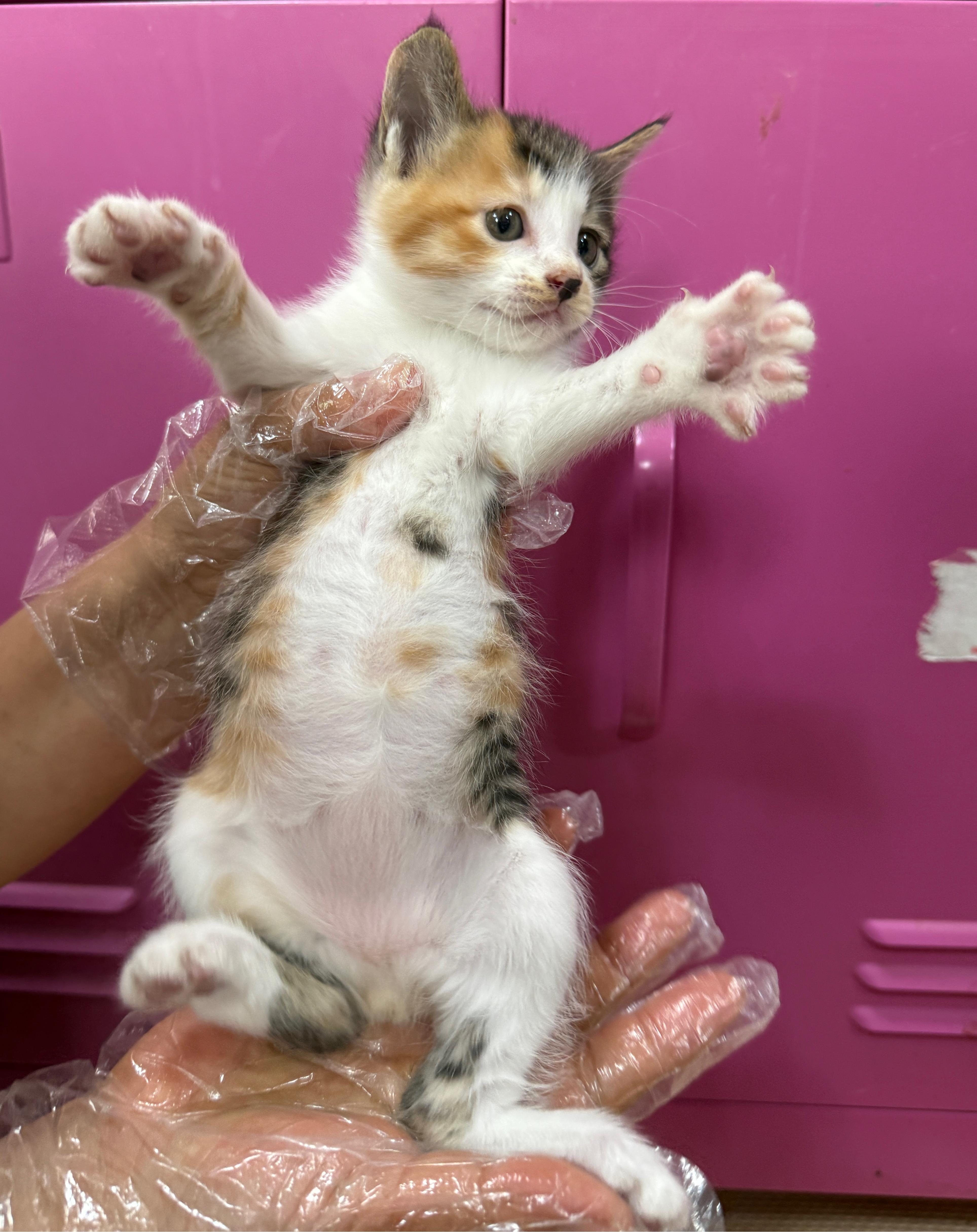 울산유기동물보호센터_431369202500255