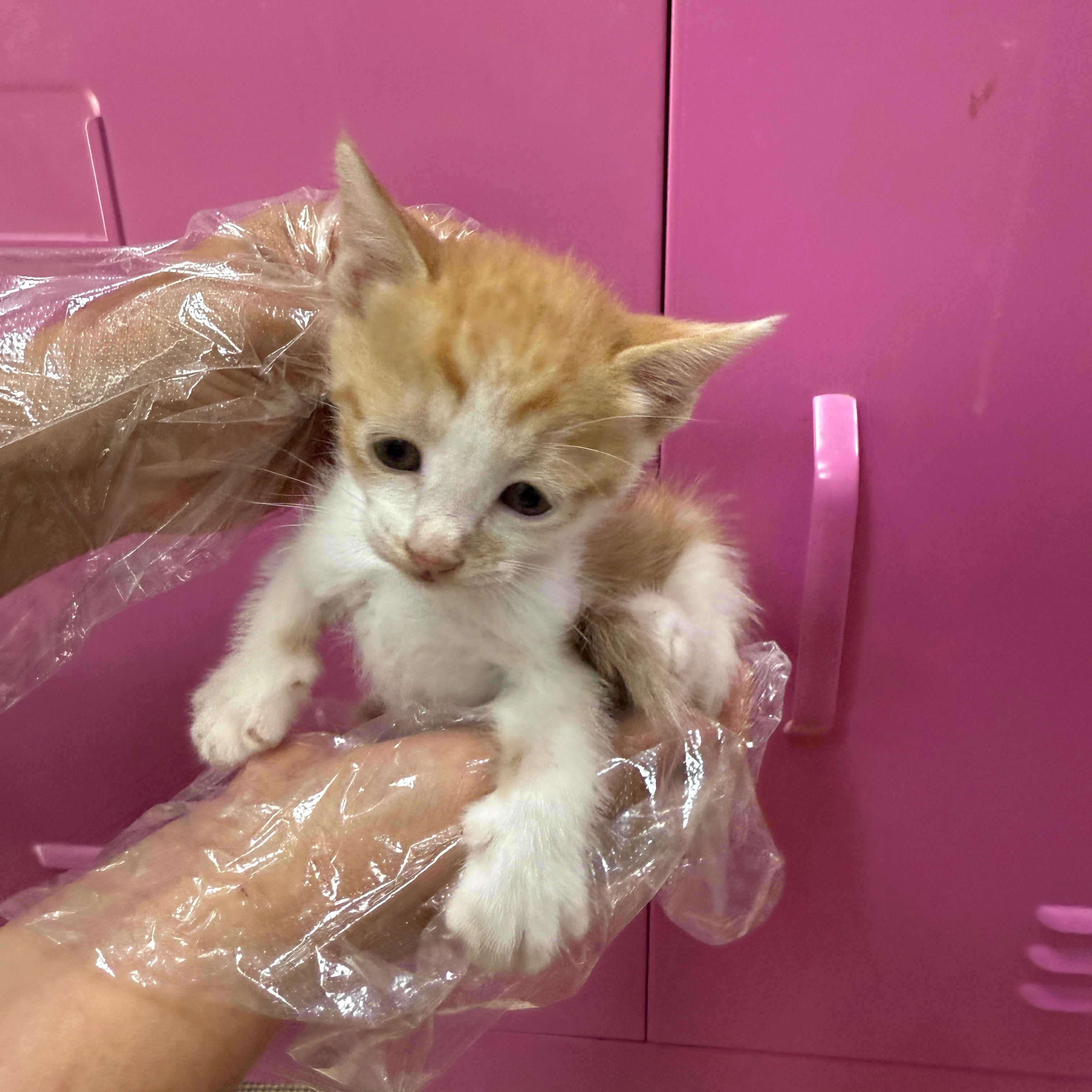 울산유기동물보호센터_431369202500252