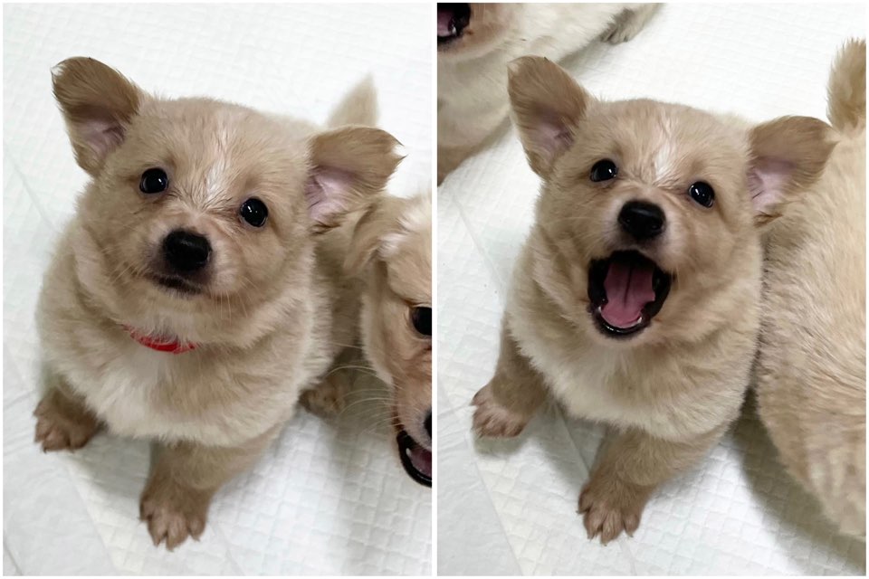 반려동물보호센터_443571202501817
