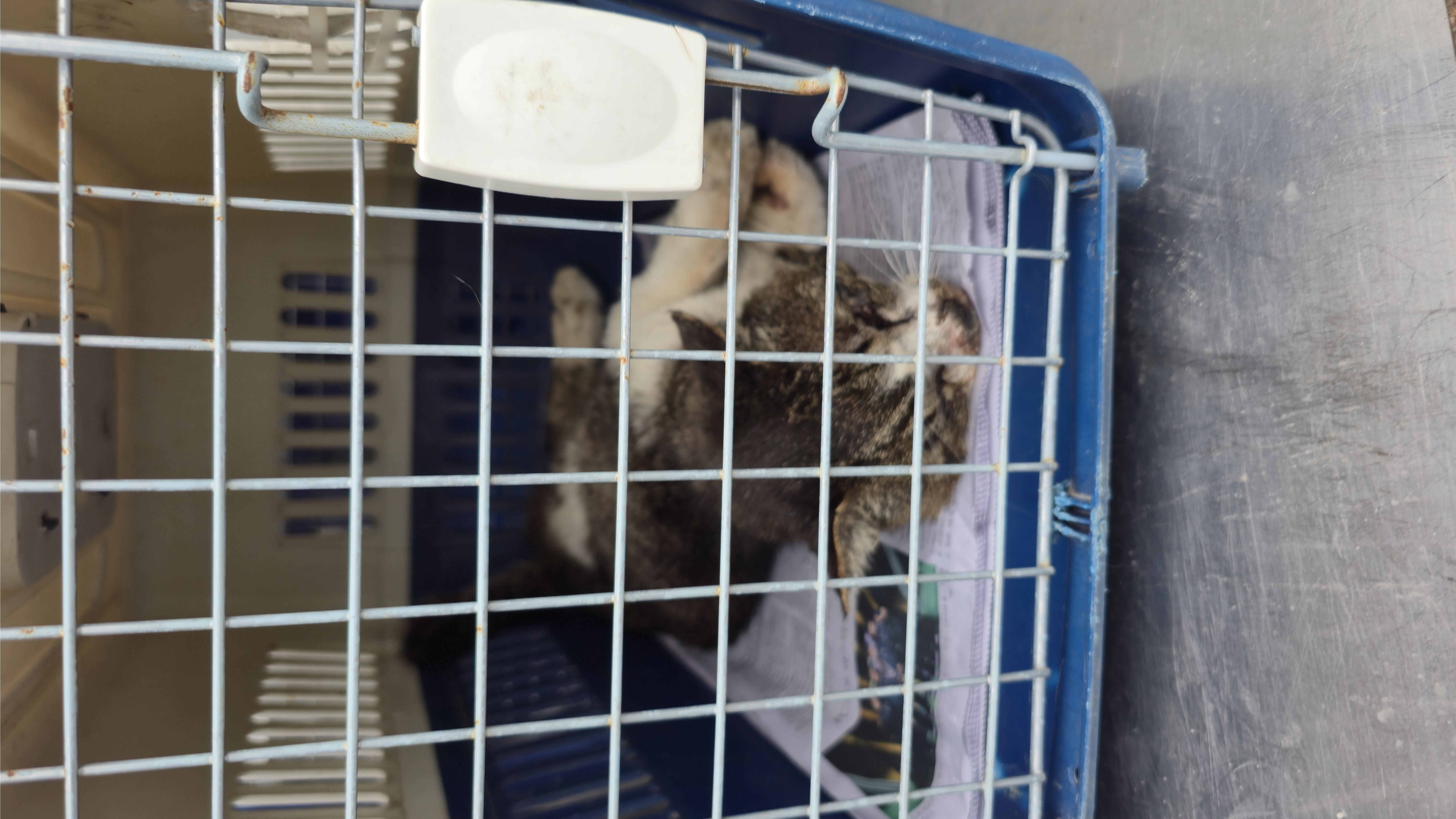 거제시유기동물보호소_448537202501128