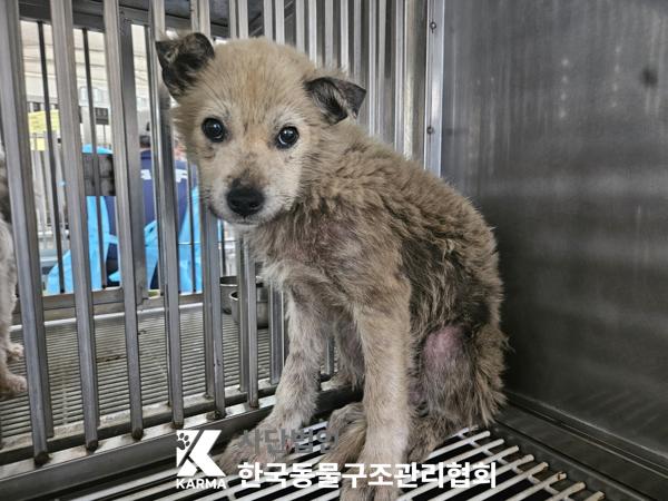 한국동물구조관리협회_441409202500751