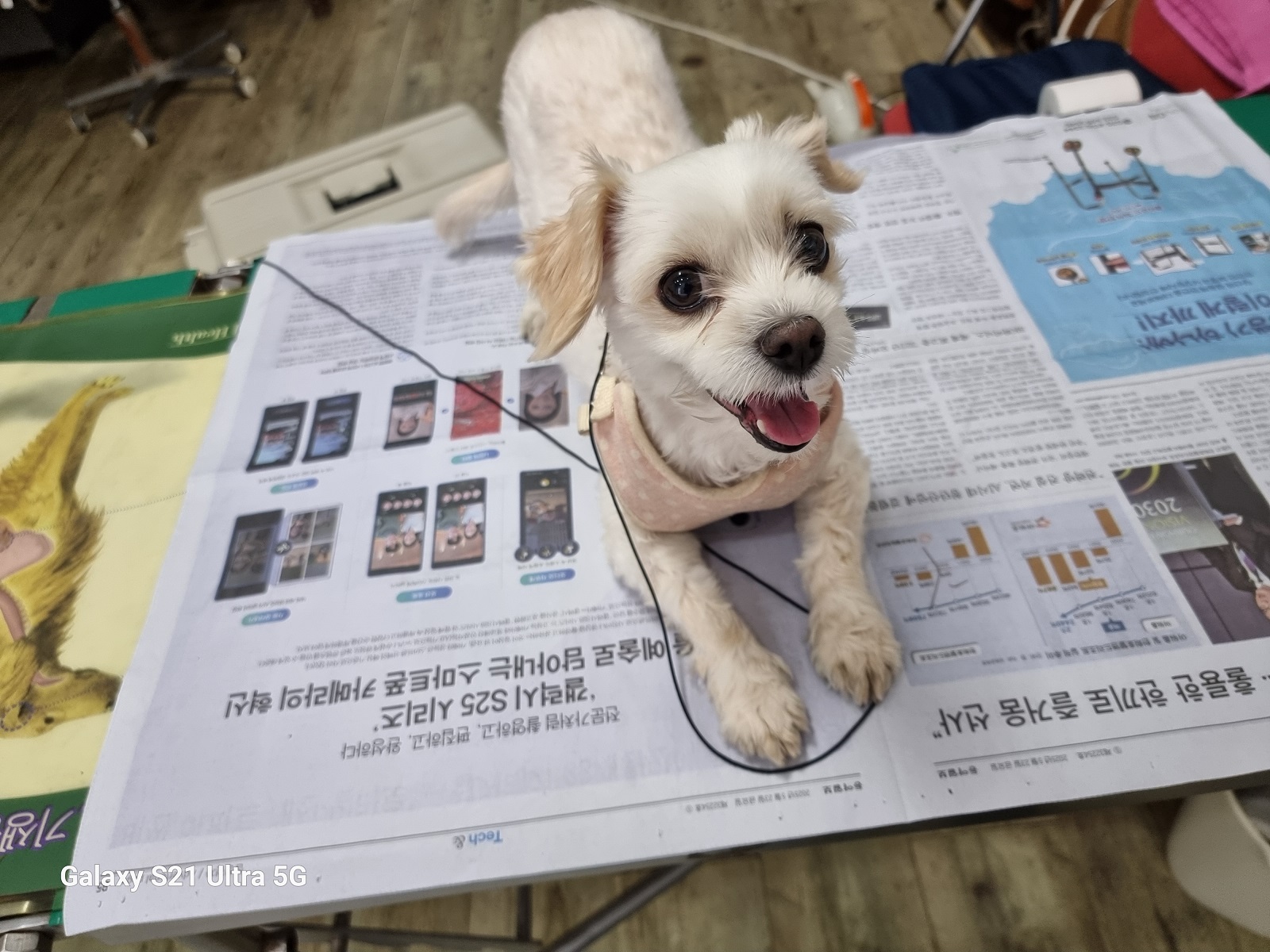 경동동물병원_428349202500412