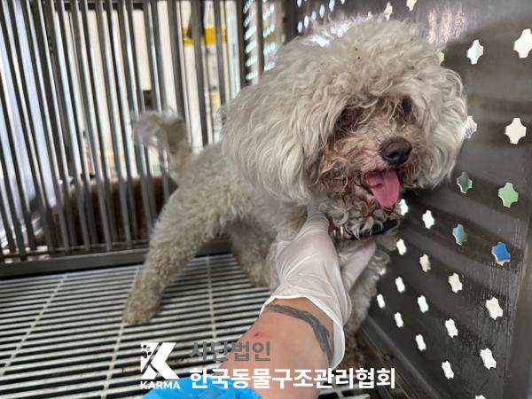 한국동물구조관리협회_441398202500295