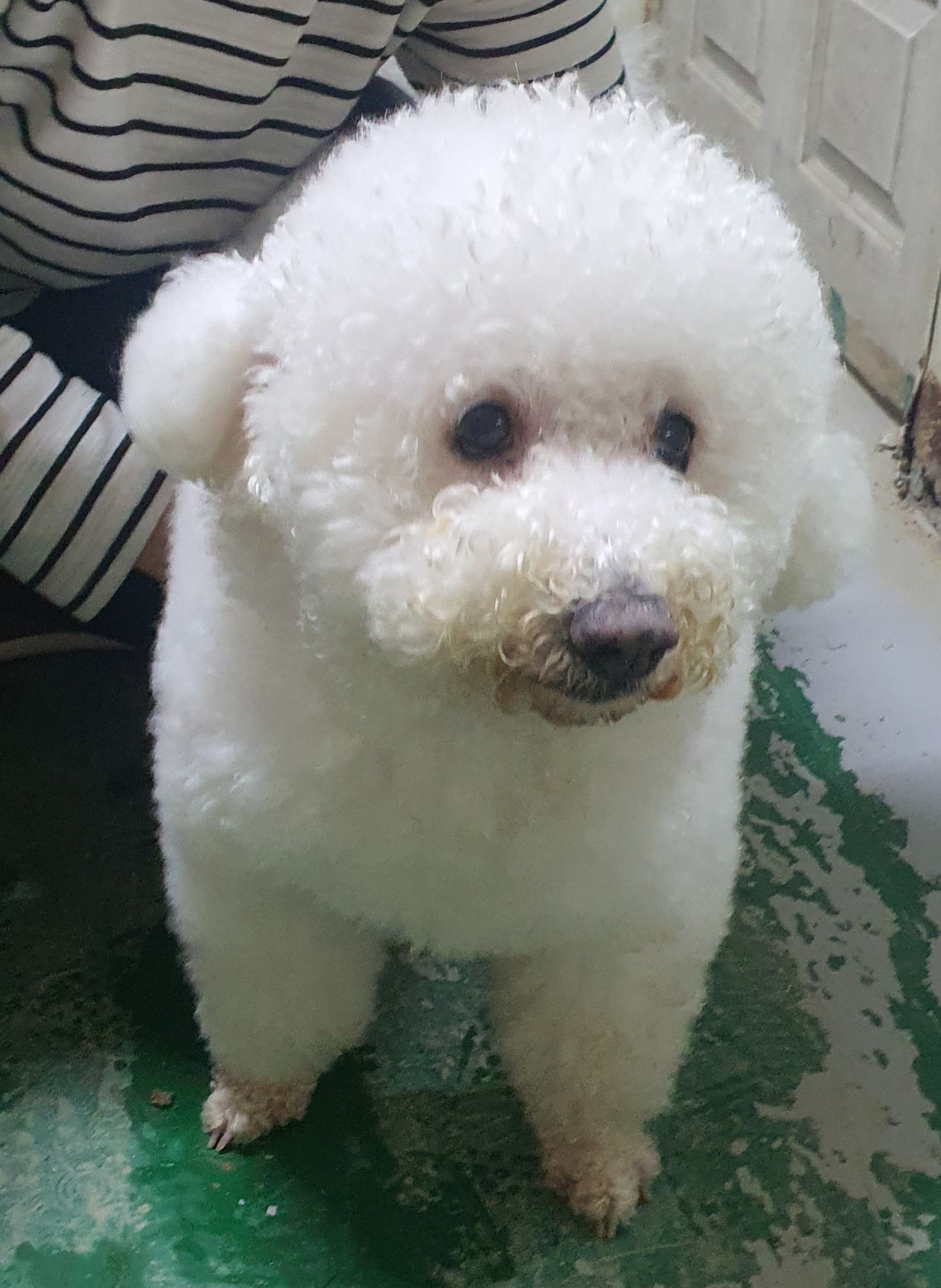 종료(반환) 비숑 …