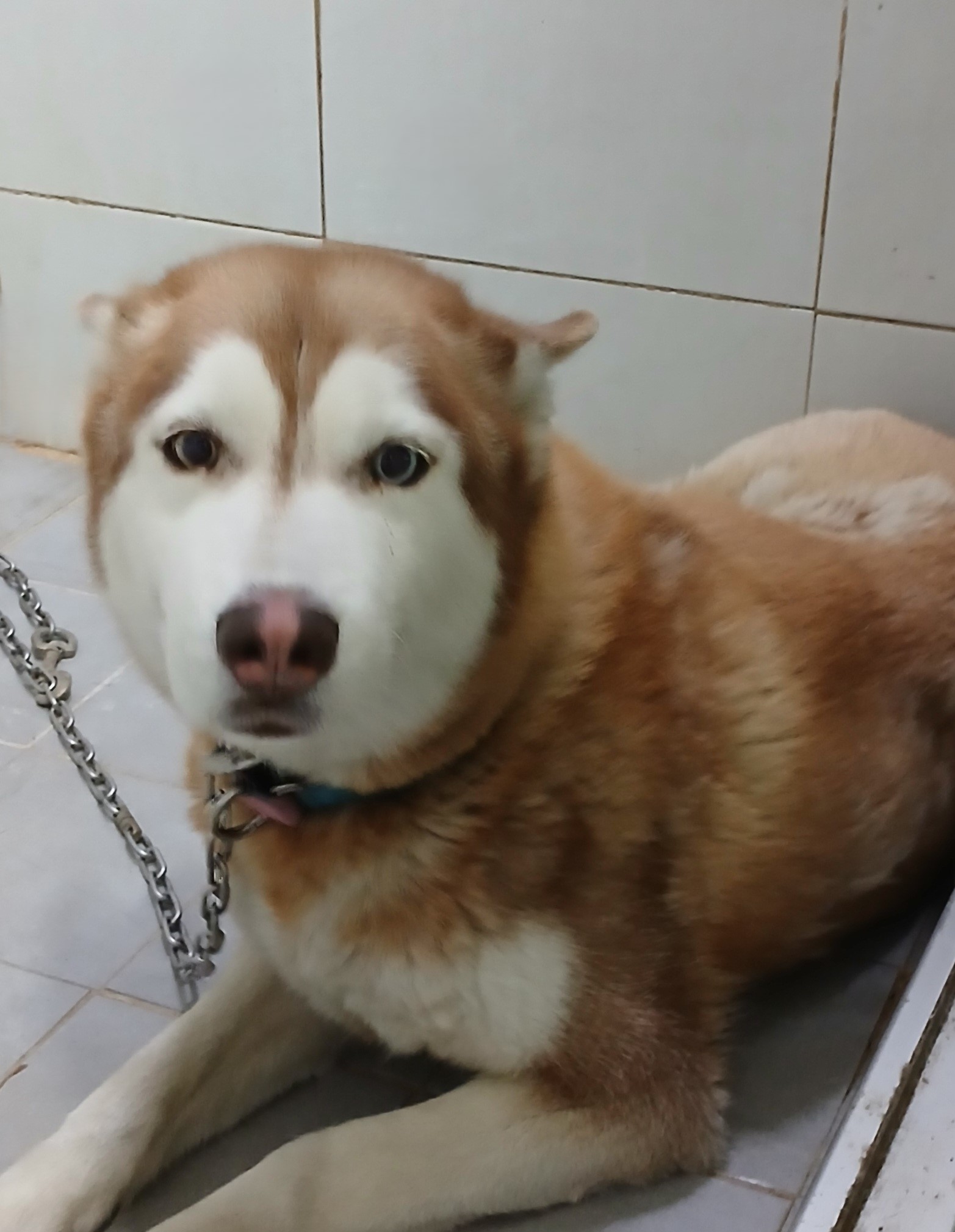 대구유기동물보호협회_427344202500149