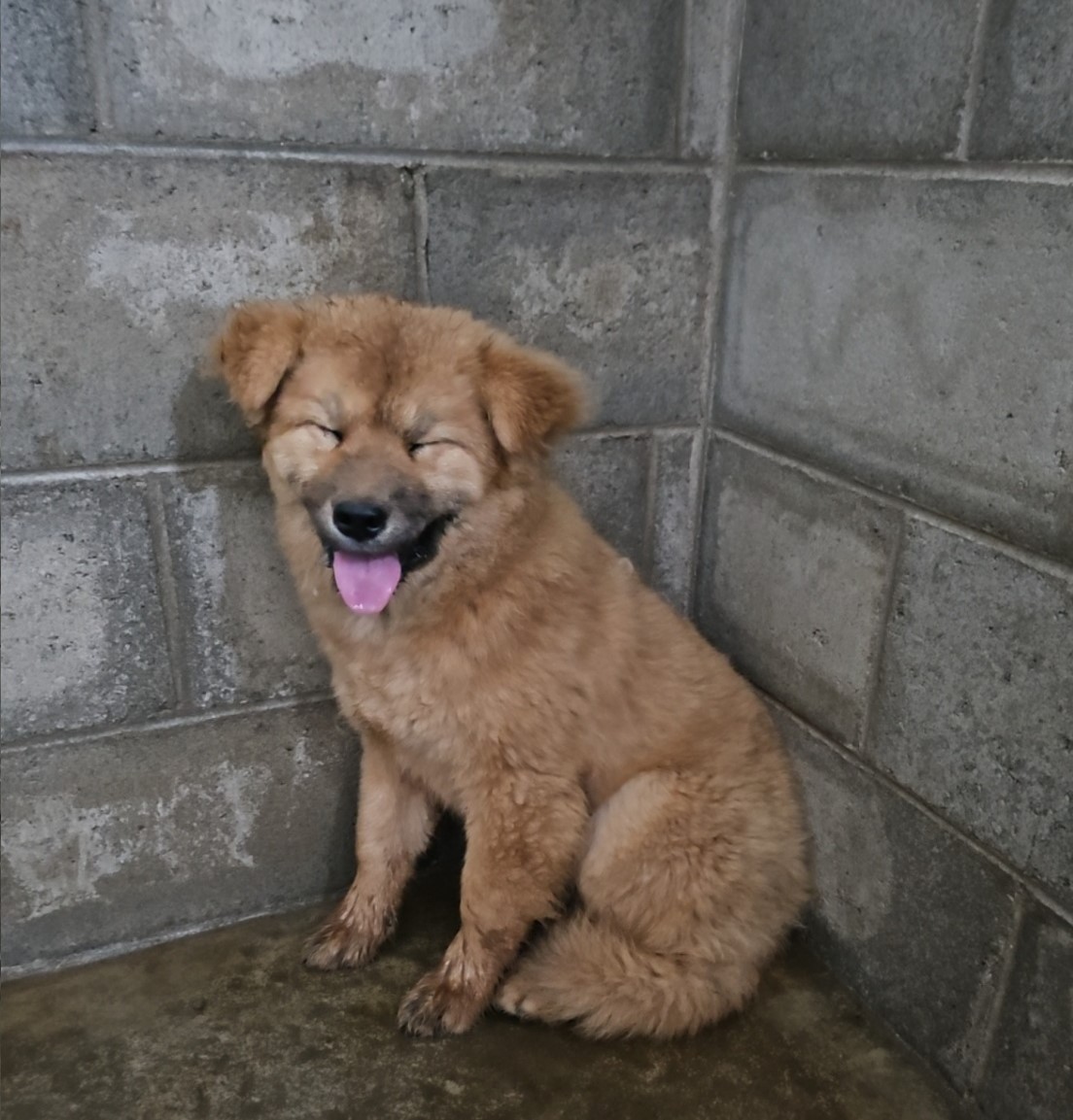 군산유기동물보호센터_445467202500877