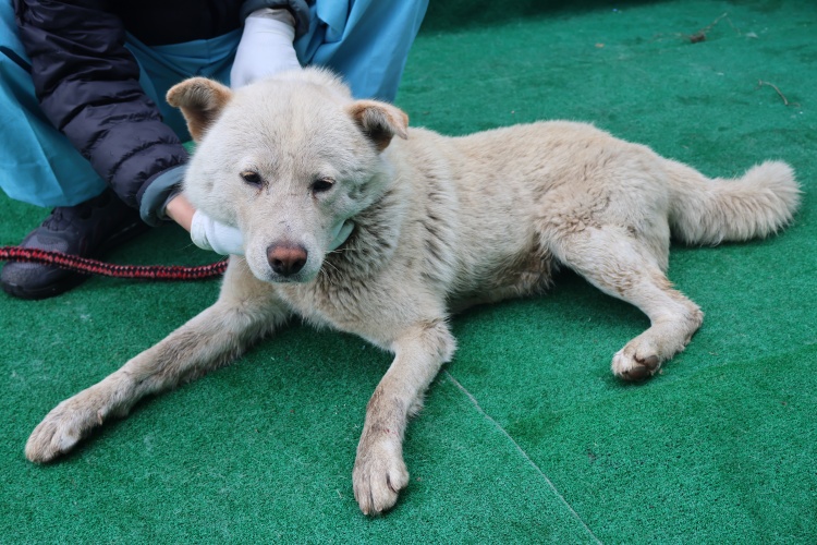제주 동물보호센터_450650202501267