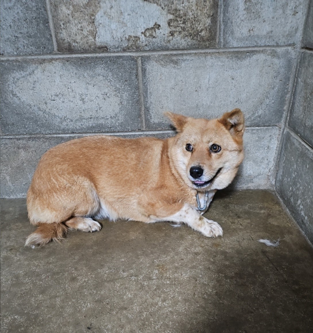 군산유기동물보호센터_445467202500875