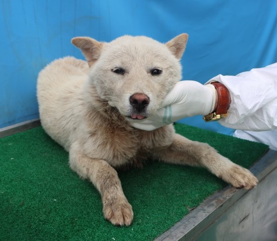 제주 동물보호센터_450650202501268