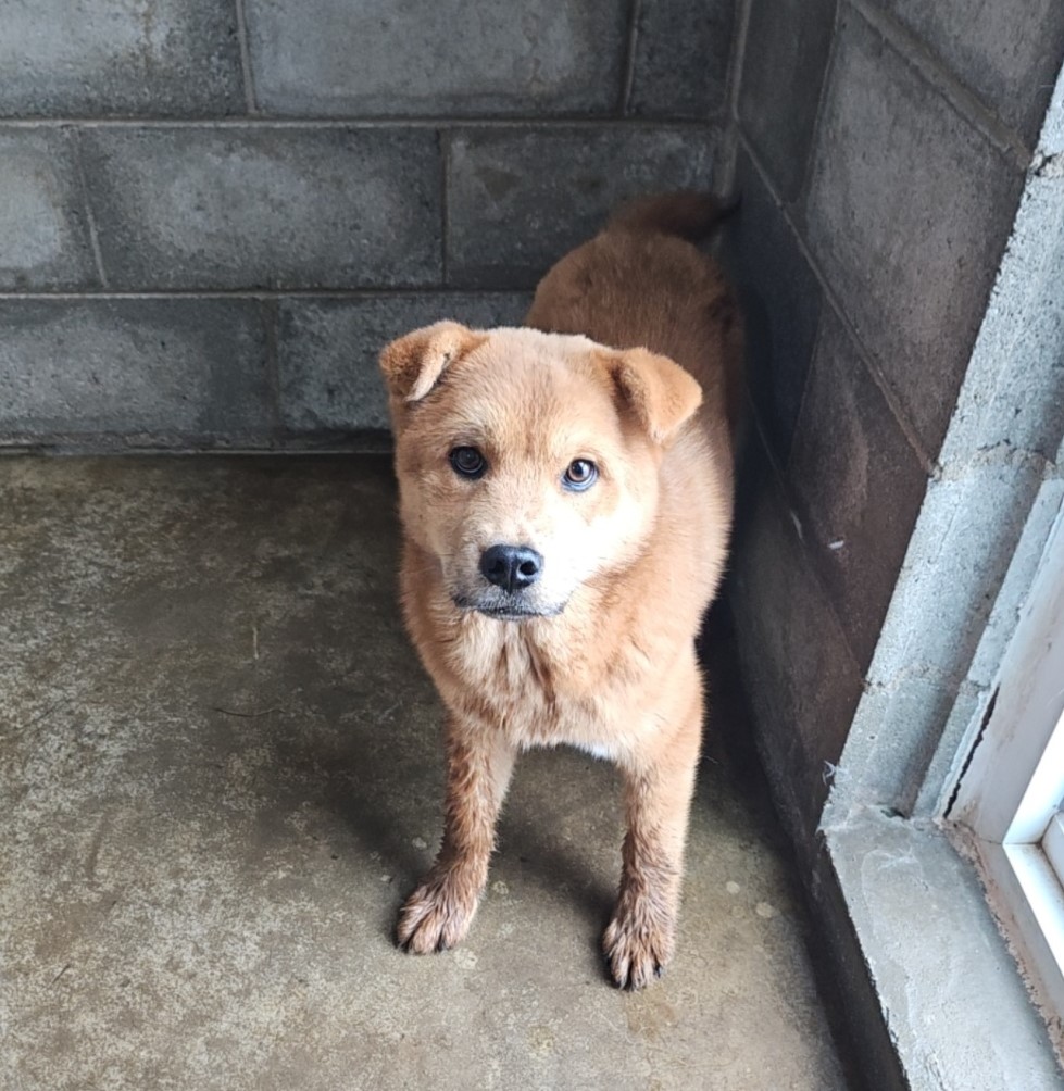 군산유기동물보호센터_445467202500876