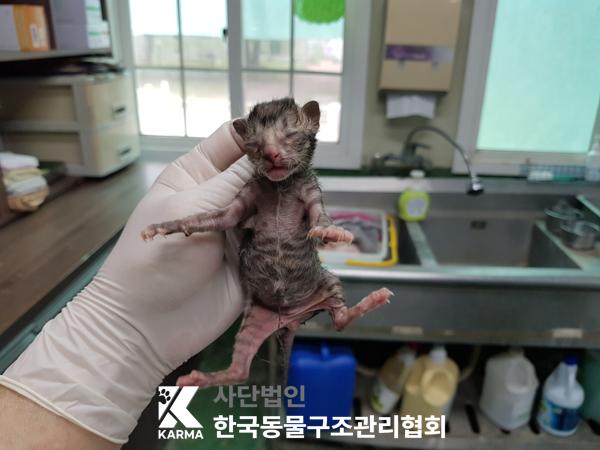 한국동물구조관리협회_441409202500753
