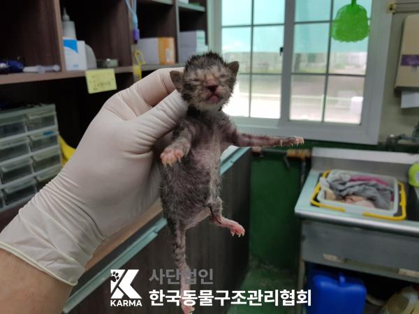 한국동물구조관리협회_441409202500754