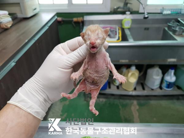 한국동물구조관리협회_441409202500752