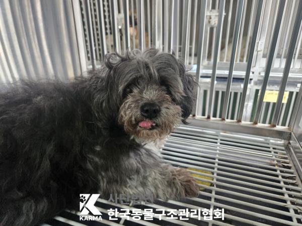 한국동물구조관리협회_411310202500406