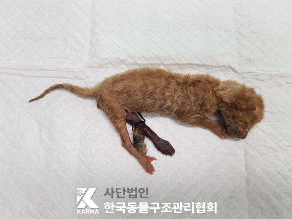 한국동물구조관리협회_441409202500756
