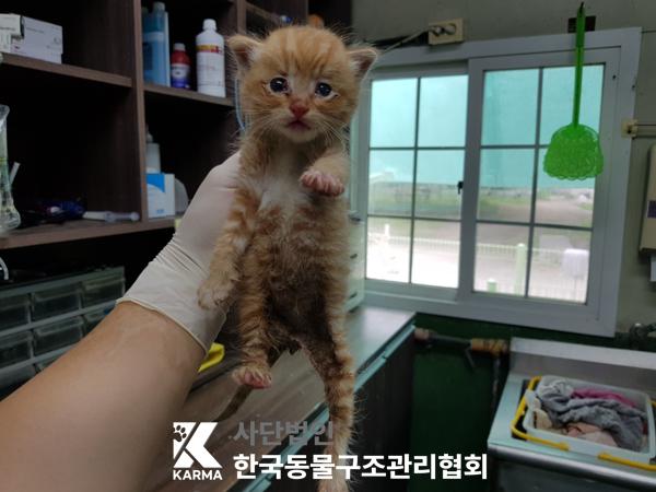 한국동물구조관리협회_441409202500757