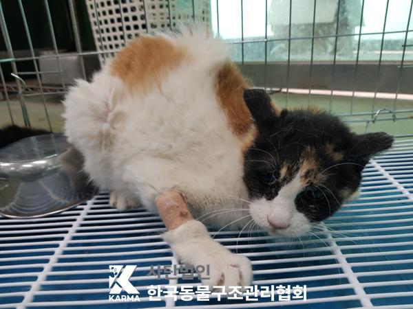 한국동물구조관리협회_411315202500319