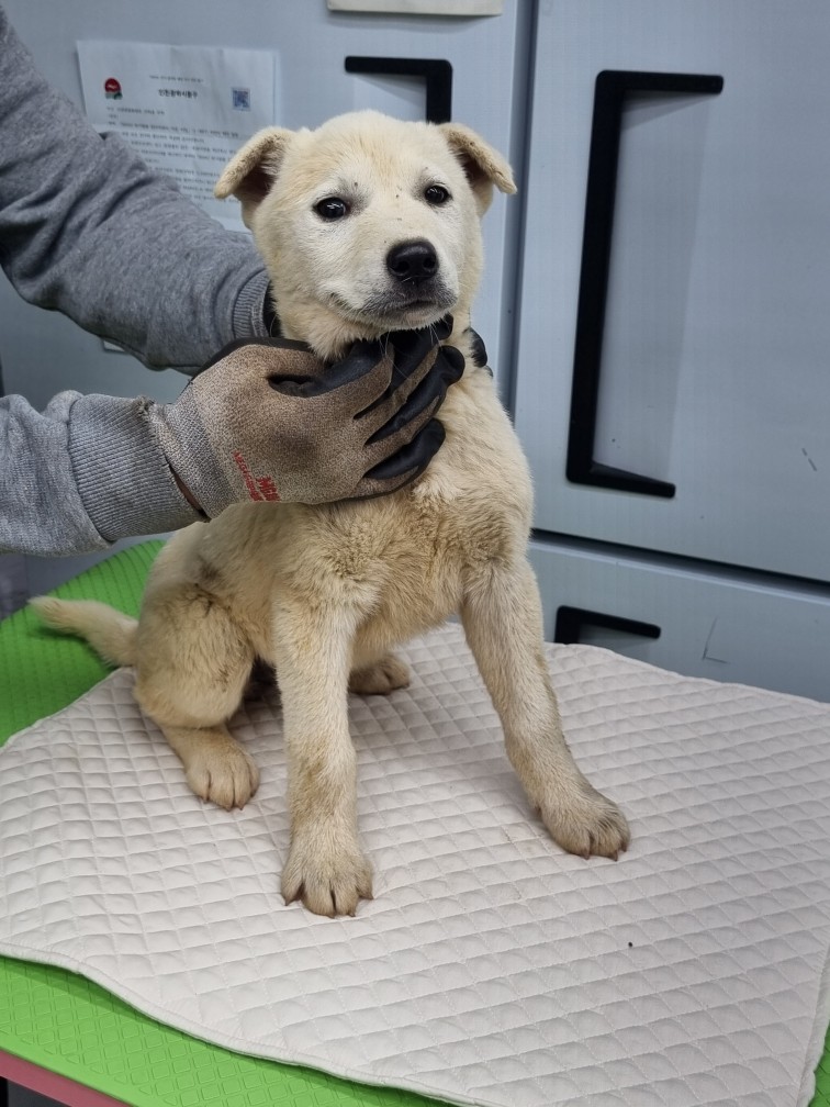신공항동물병원_428349202500416