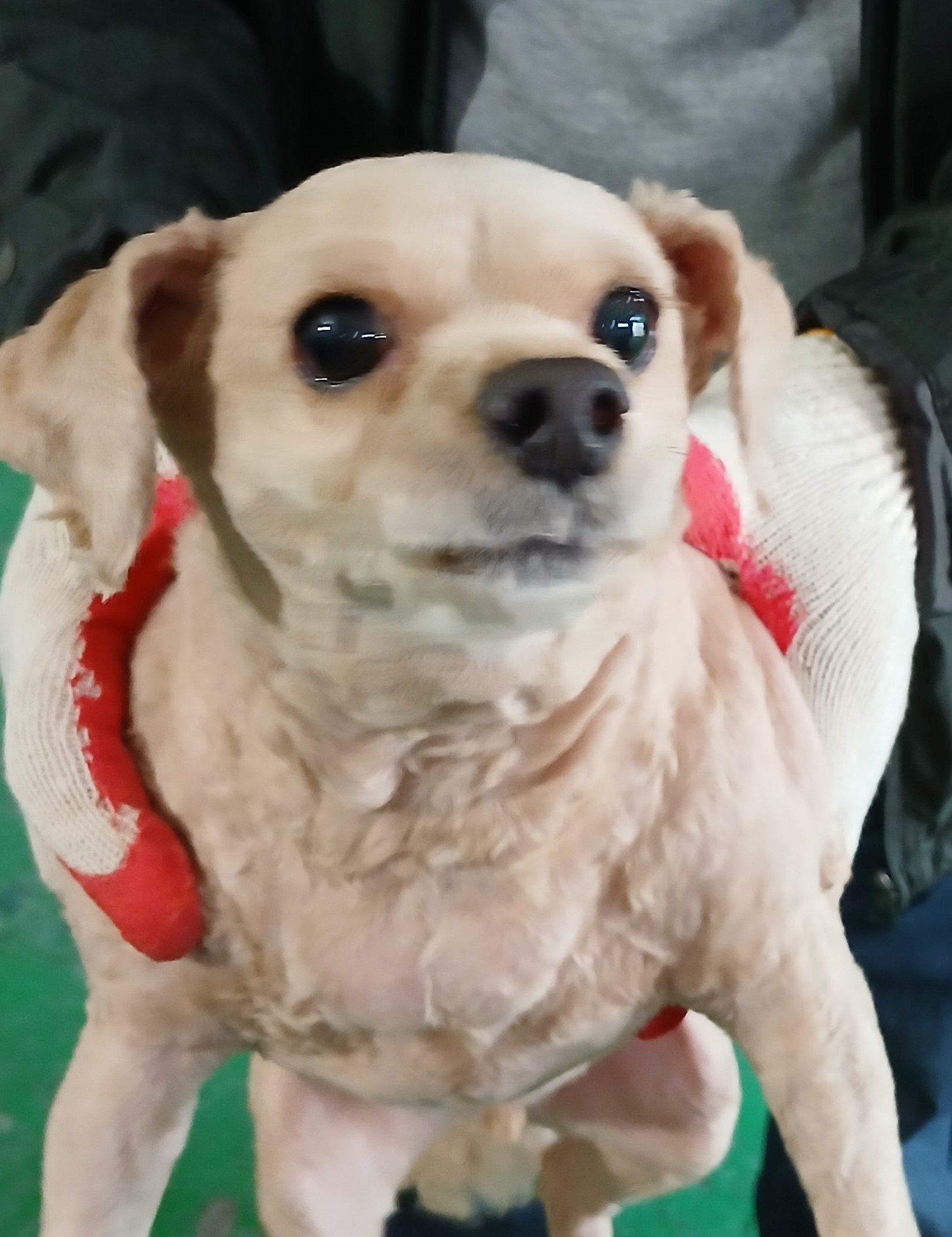 대구유기동물보호협회_427347202500401