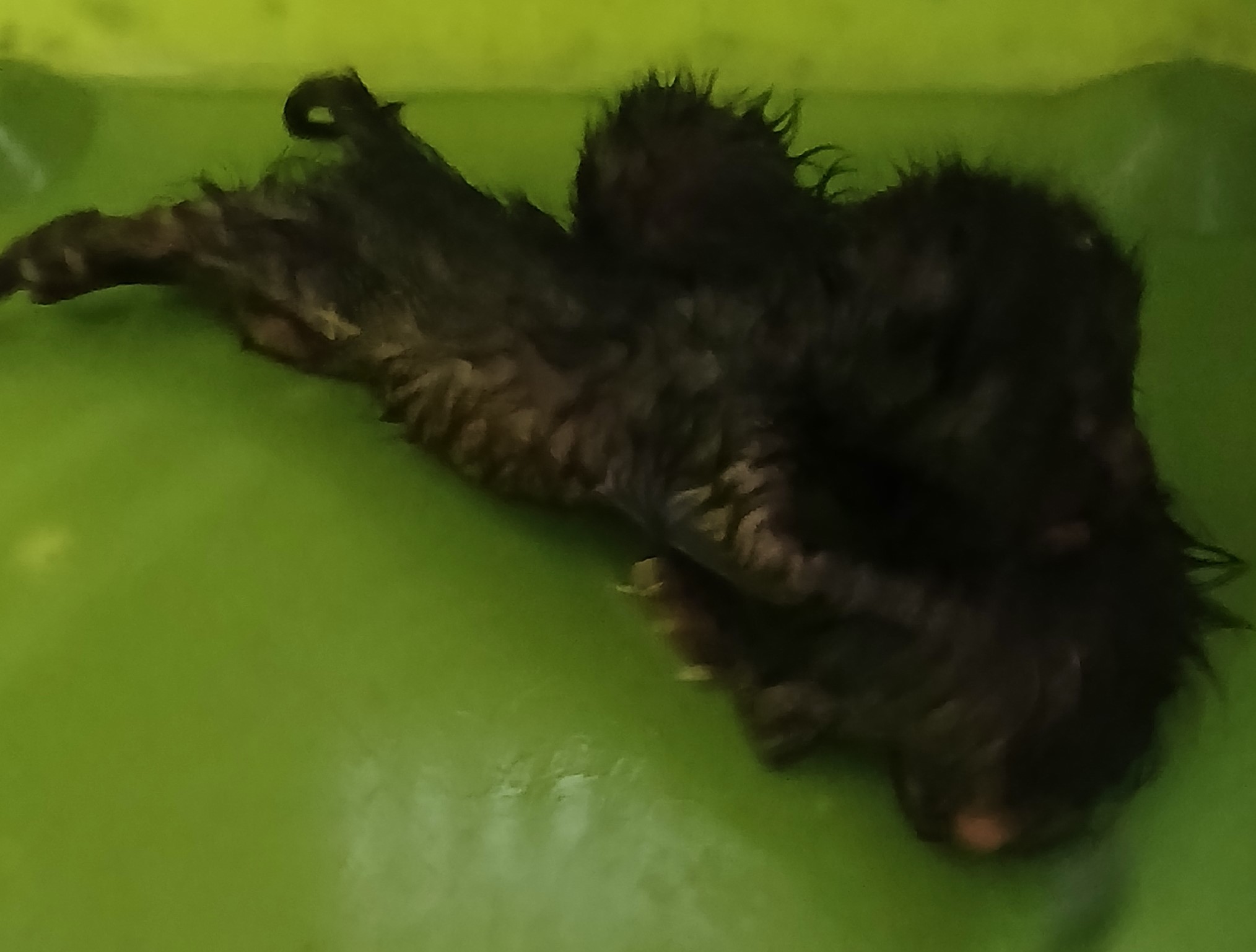 대구유기동물보호협회_427345202500290