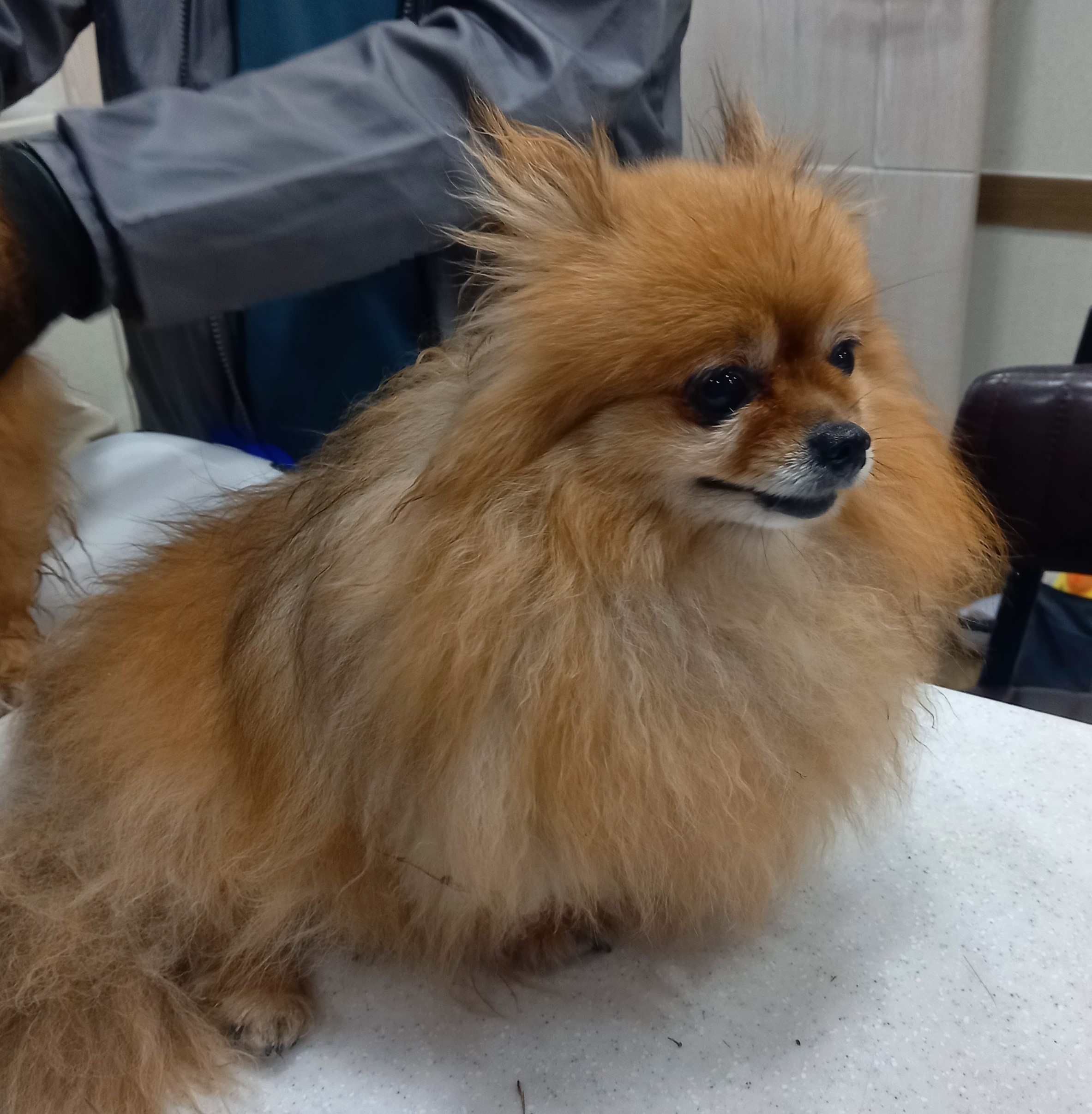 대구시수의사회(더펫)_427343202500468