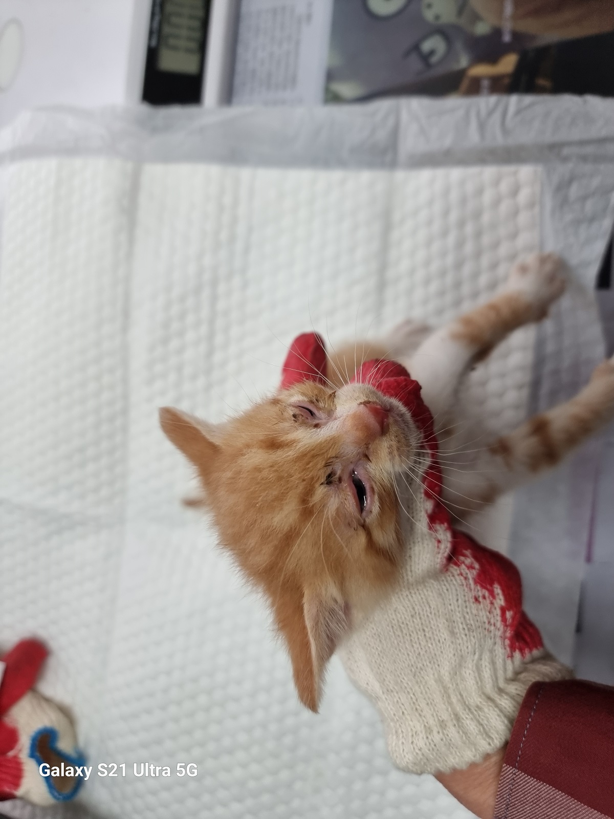 경동동물병원_428349202500417