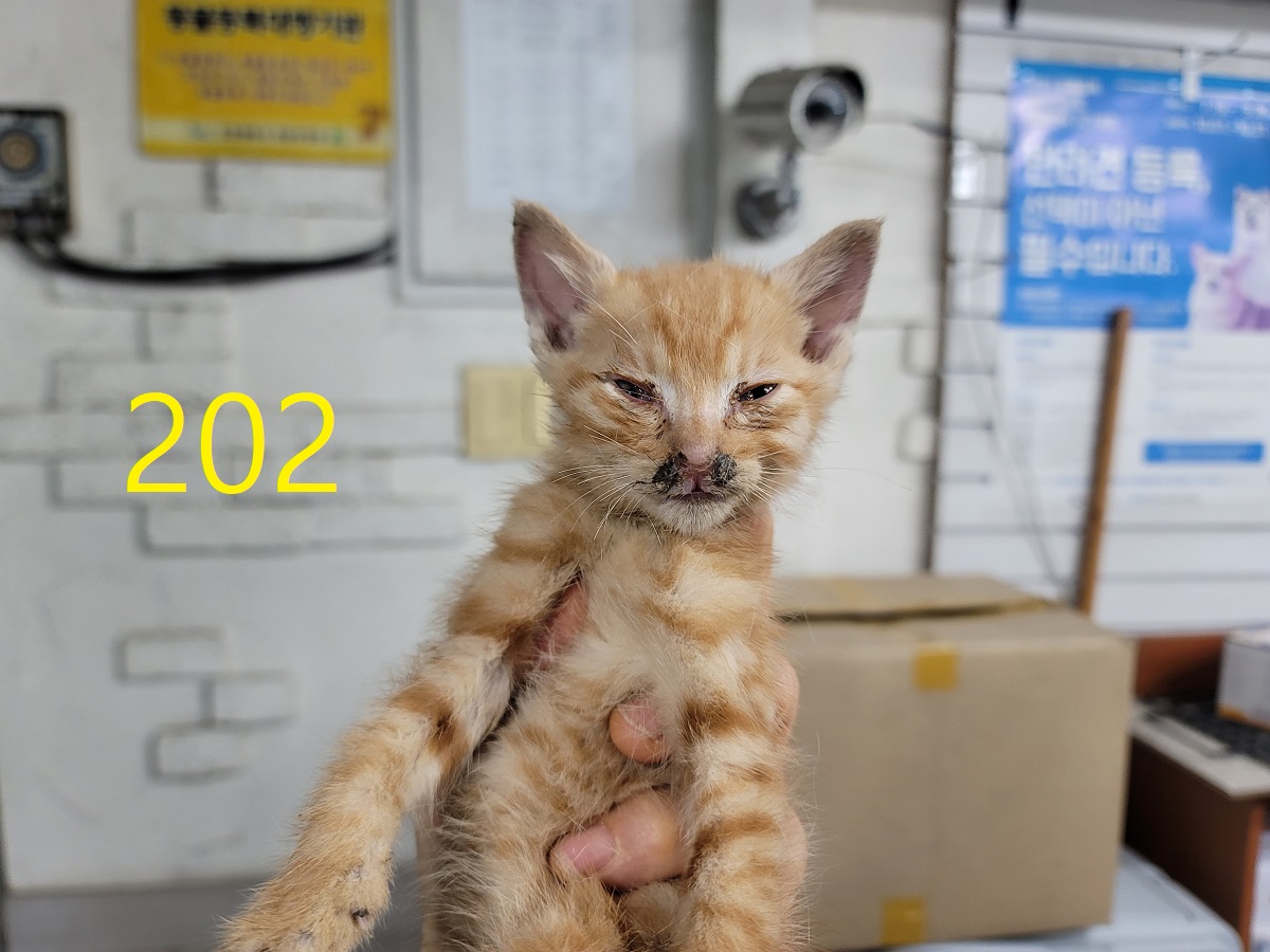 신영재동물병원_428355202500292
