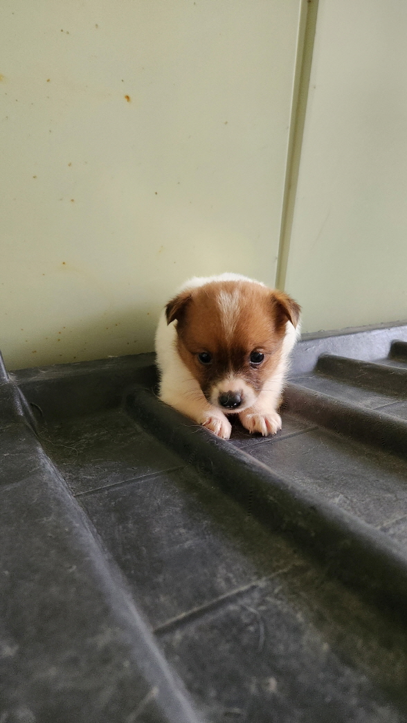 익산유기동물보호소_445468202501663