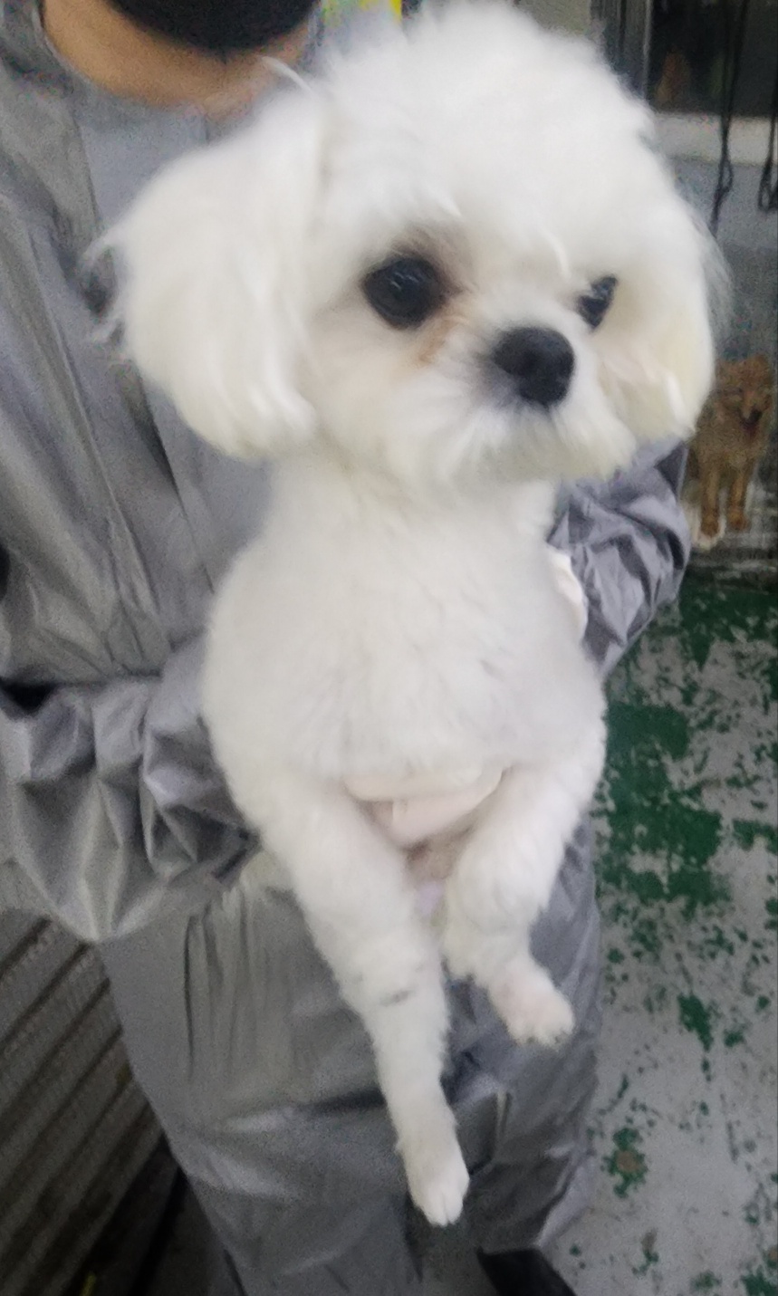 인천광역시수의사회_428353202500447