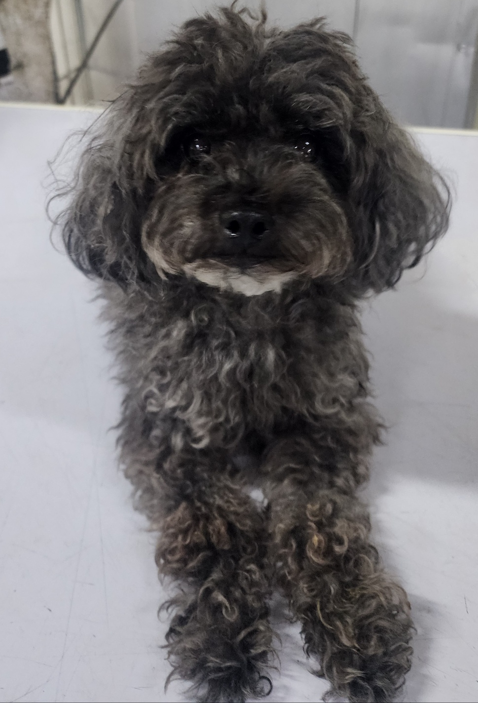 인천광역시수의사회_428353202500449