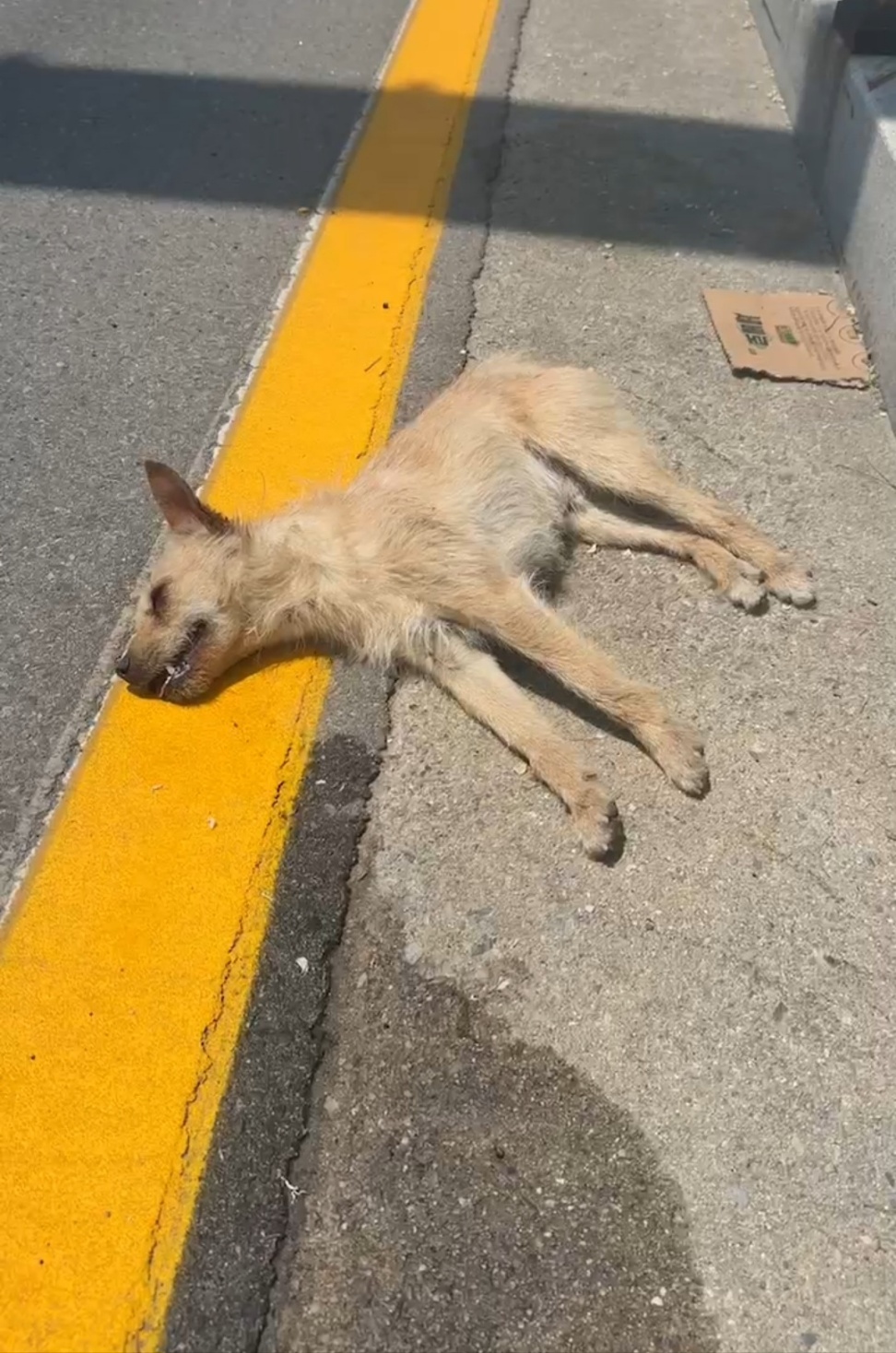 보호중 믹스견의 가…