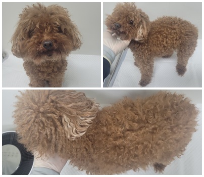 논산시 동물보호센터_444454202500672